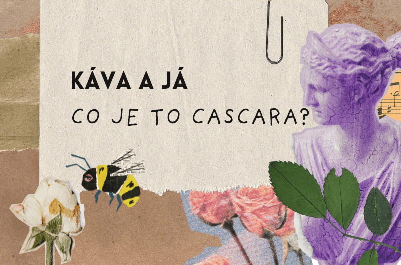 Co je to&nbsp;cascara?☕