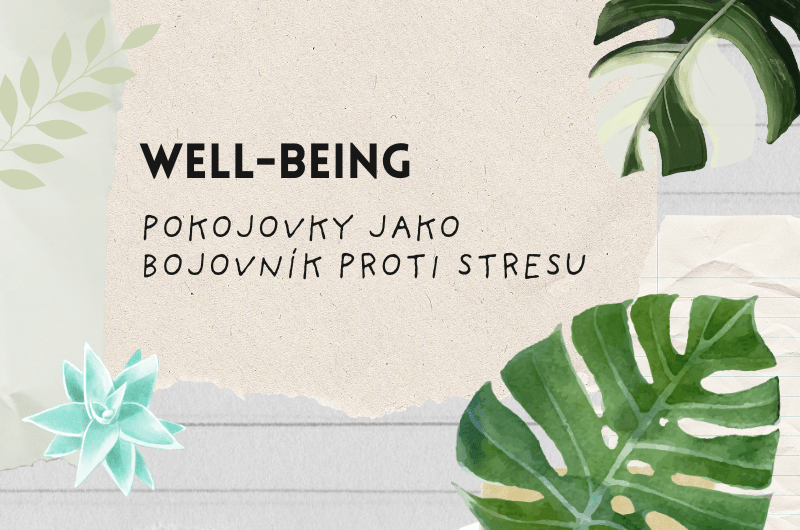 Pokojové rostliny pro duševní pohodu: Jak bojovat se stresem&nbsp;přirozeně